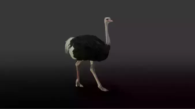 Ostrich Animated 3D model