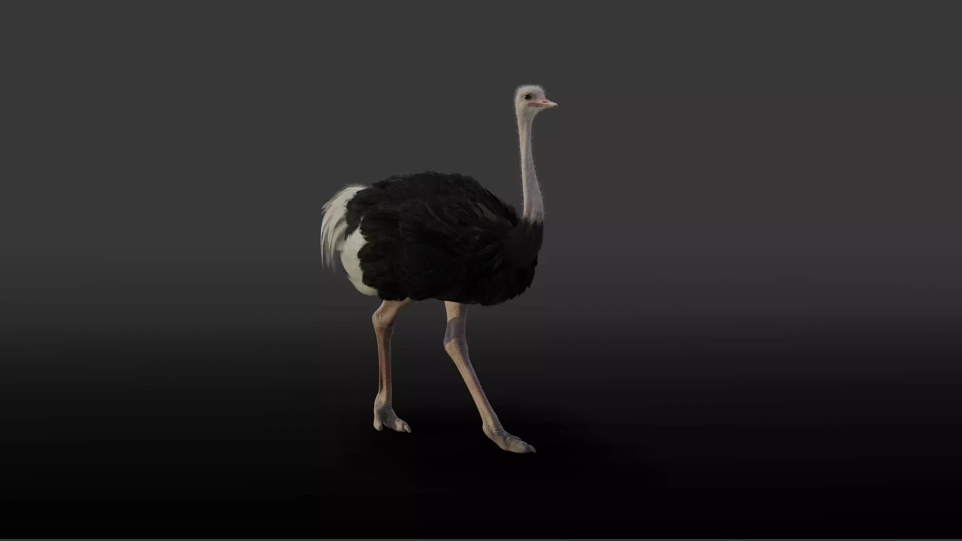 Ostrich Animated 3D model_0