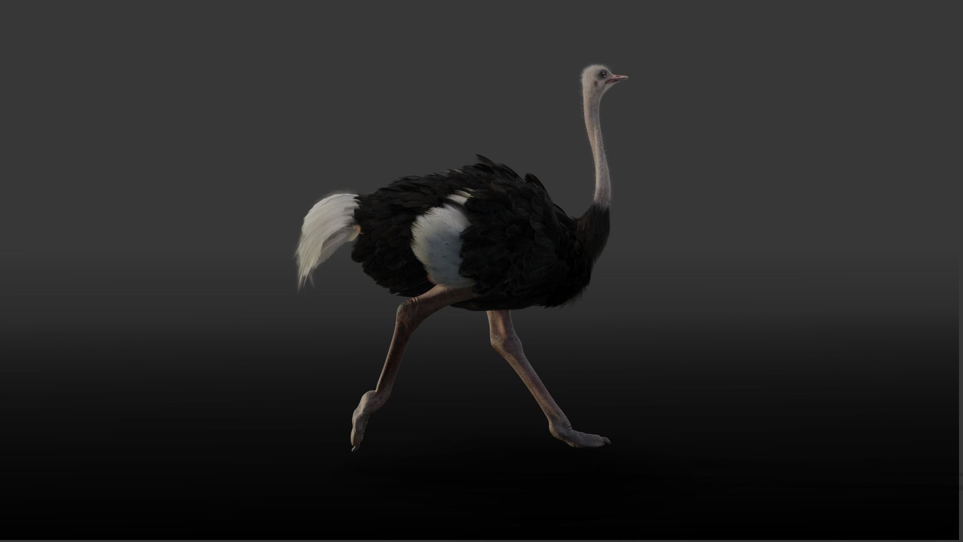 Ostrich Animated 3D model_6