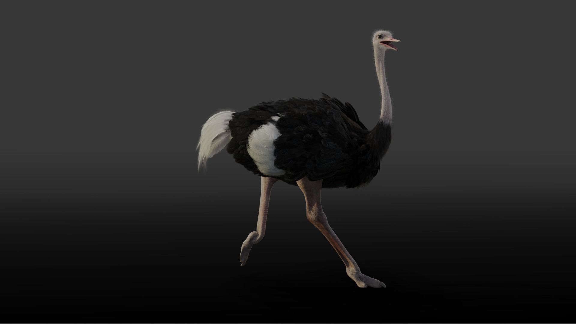 Ostrich Animated 3D model_4
