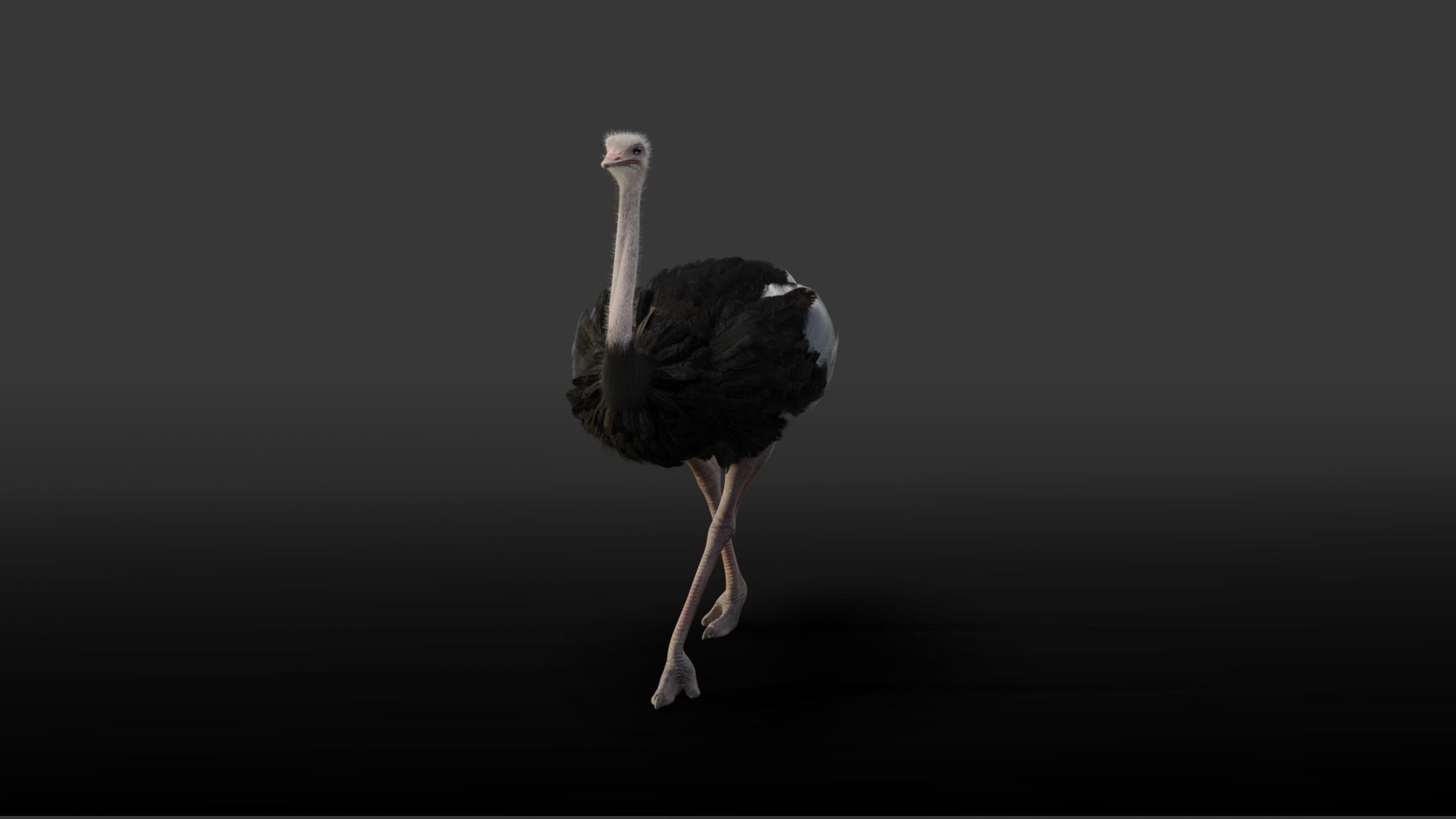 Ostrich Animated 3D model_5