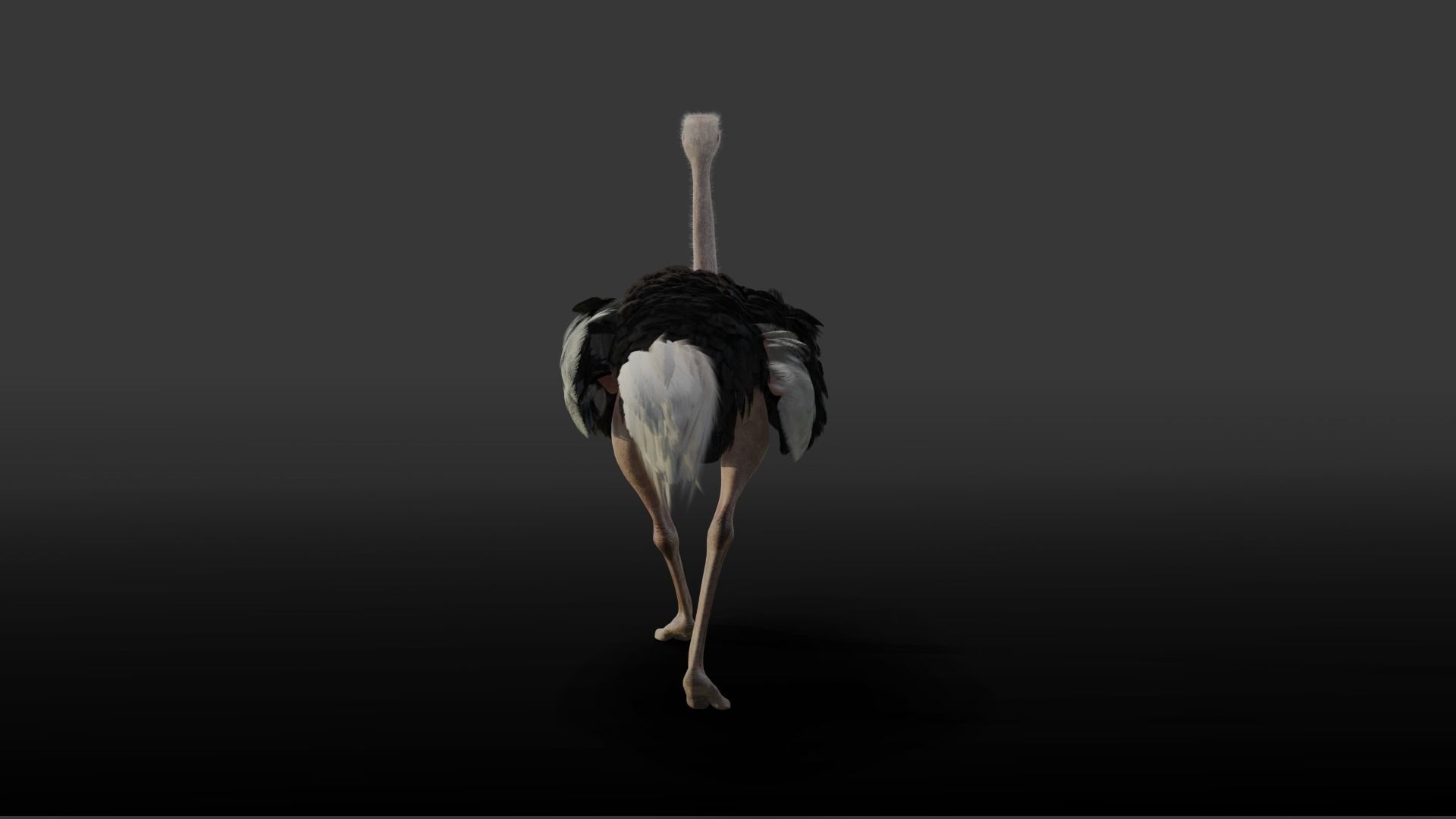Ostrich Animated 3D model_8