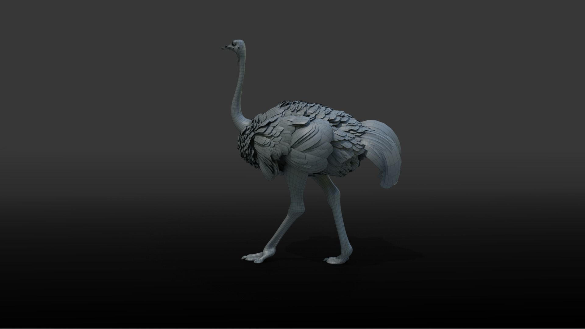 Ostrich Animated 3D model_19