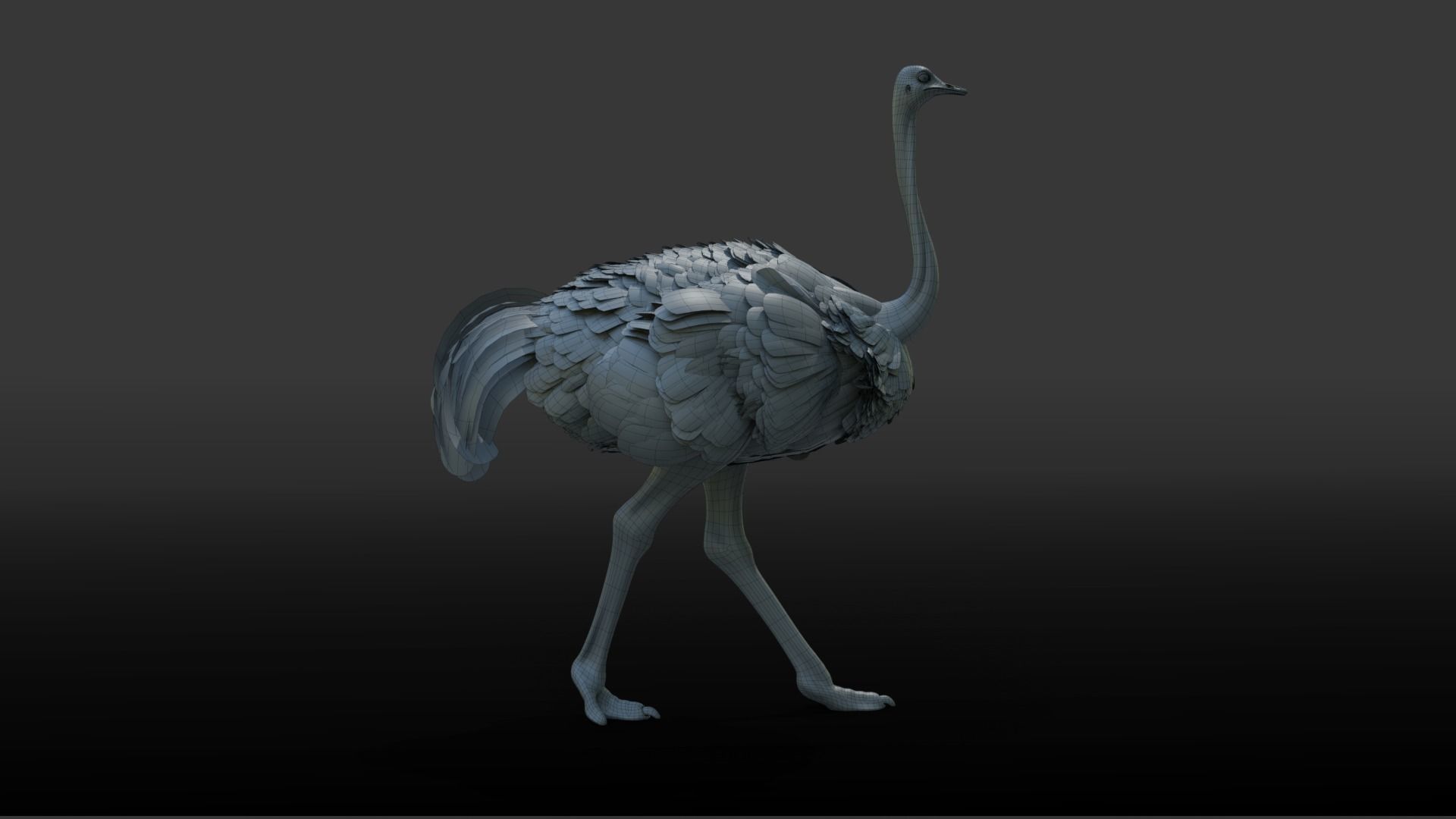 Ostrich Animated 3D model_18