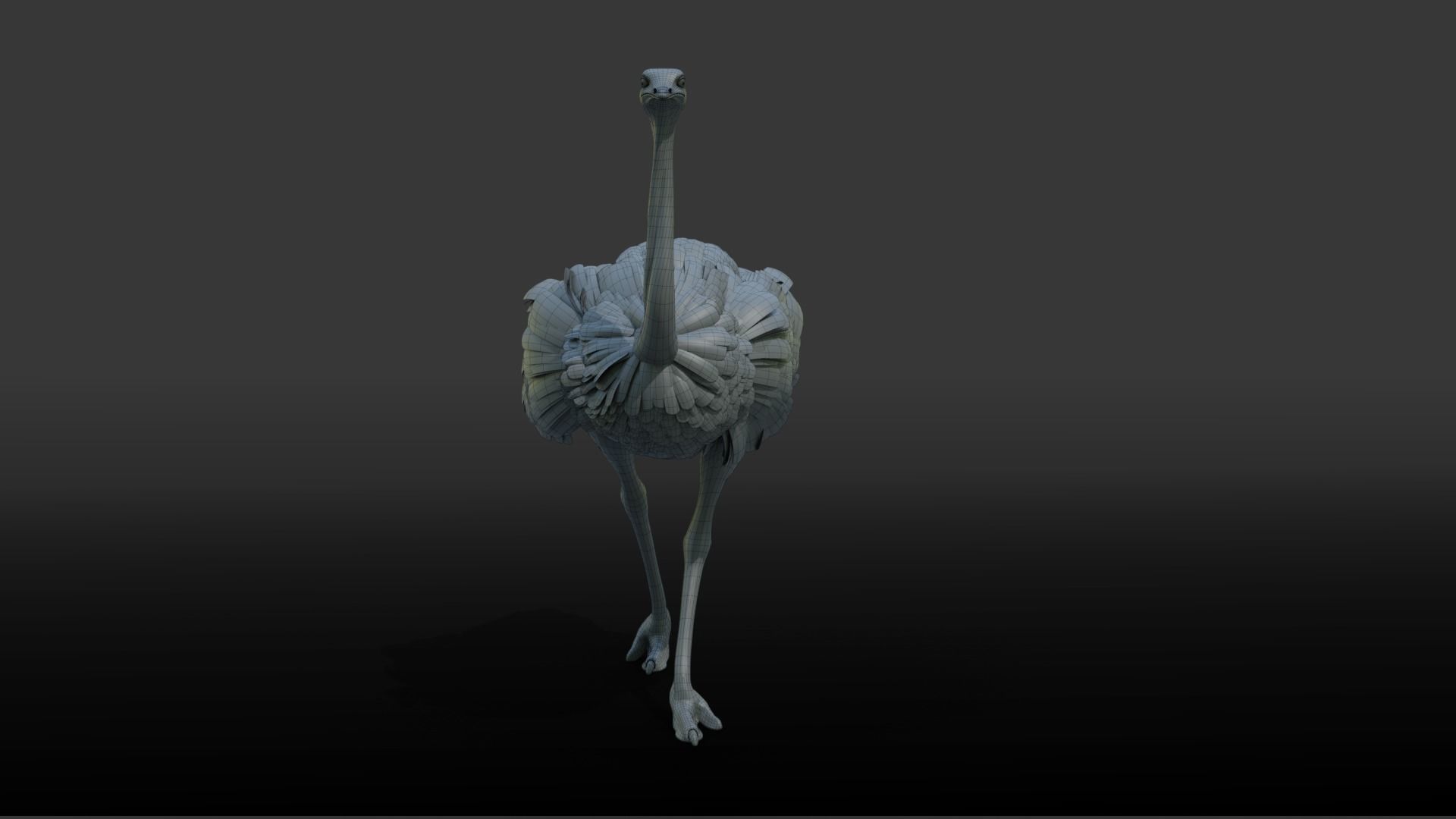 Ostrich Animated 3D model_17