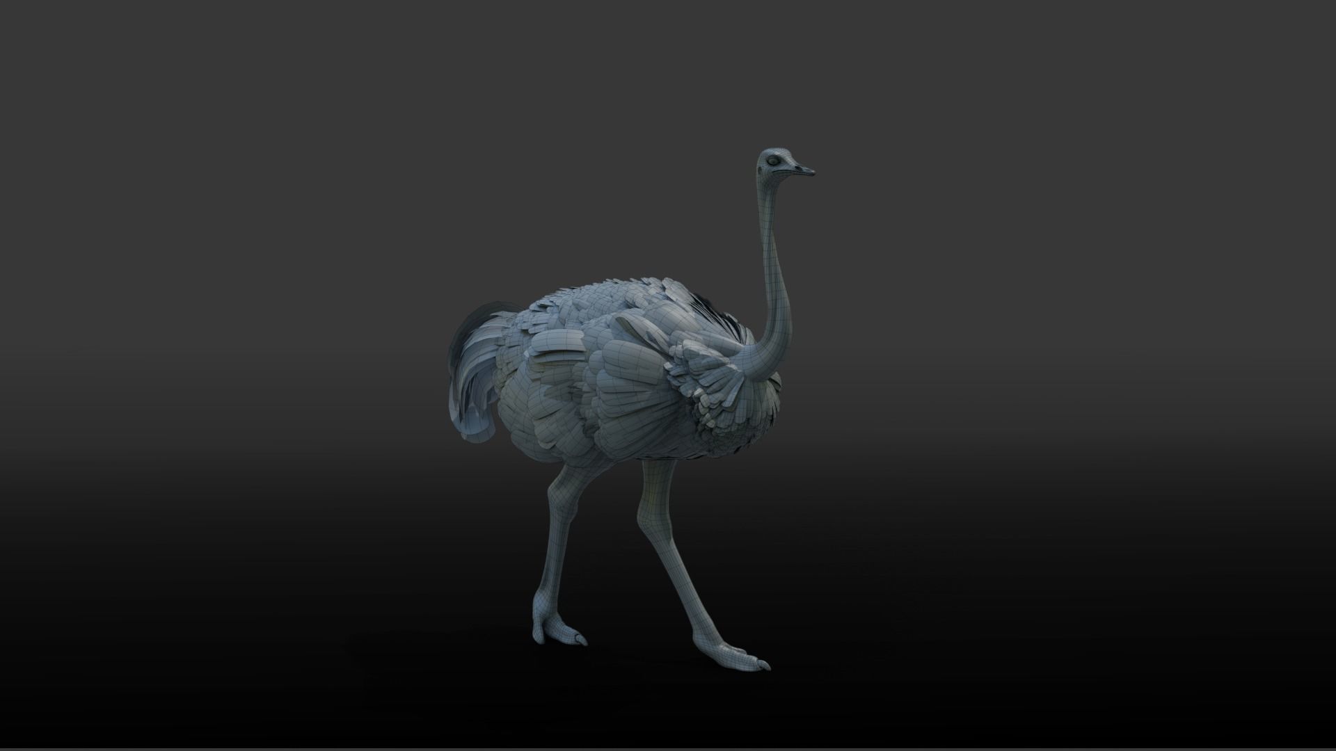 Ostrich Animated 3D model_15