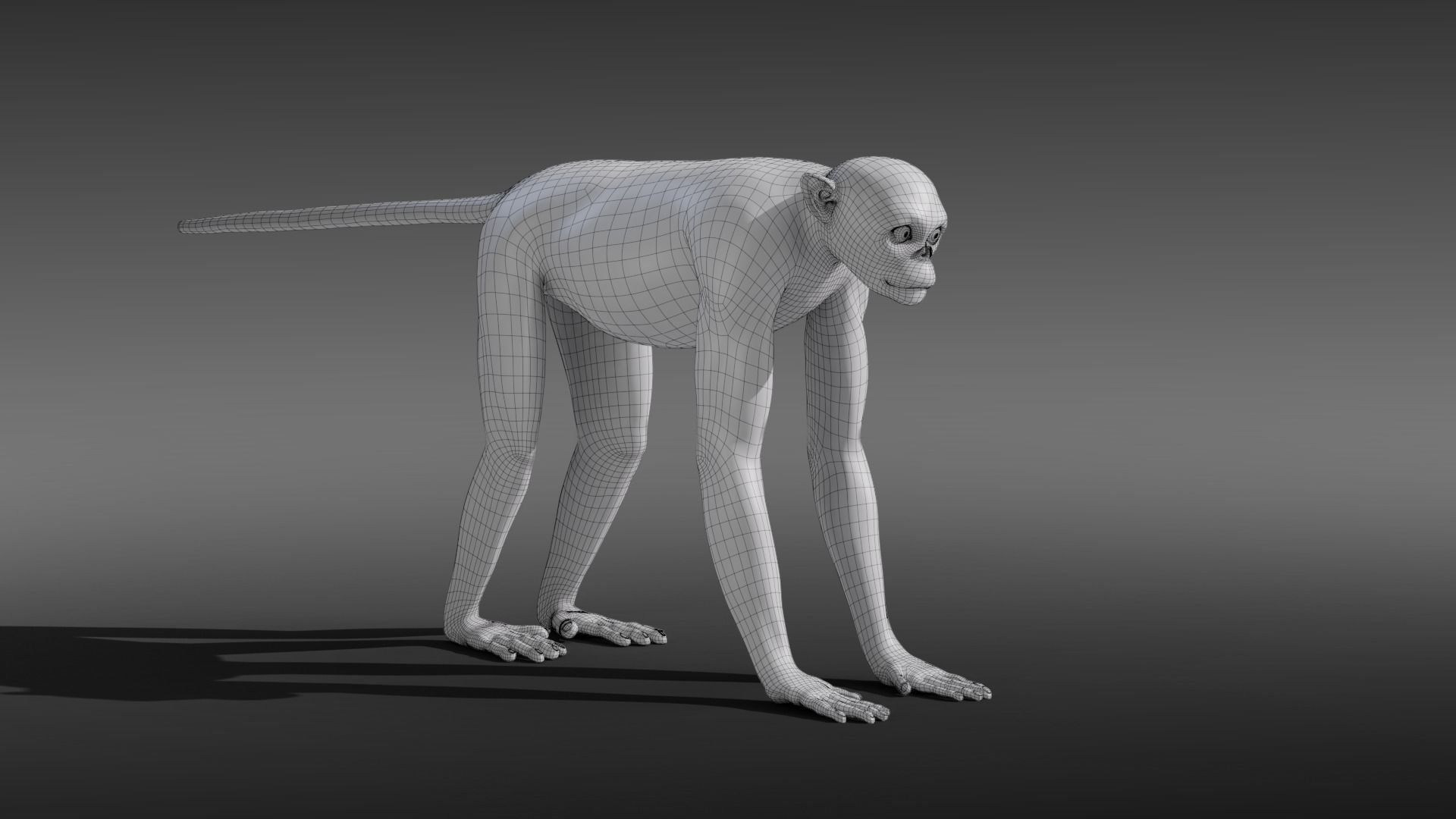 Golden Snub-nosed Monkey Animated 3D model_20