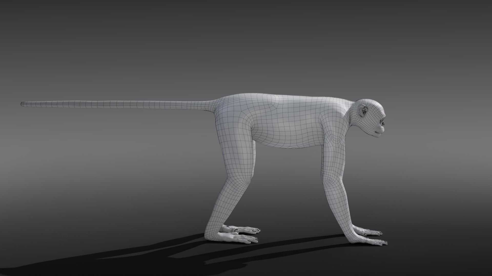 Golden Snub-nosed Monkey Animated 3D model_21