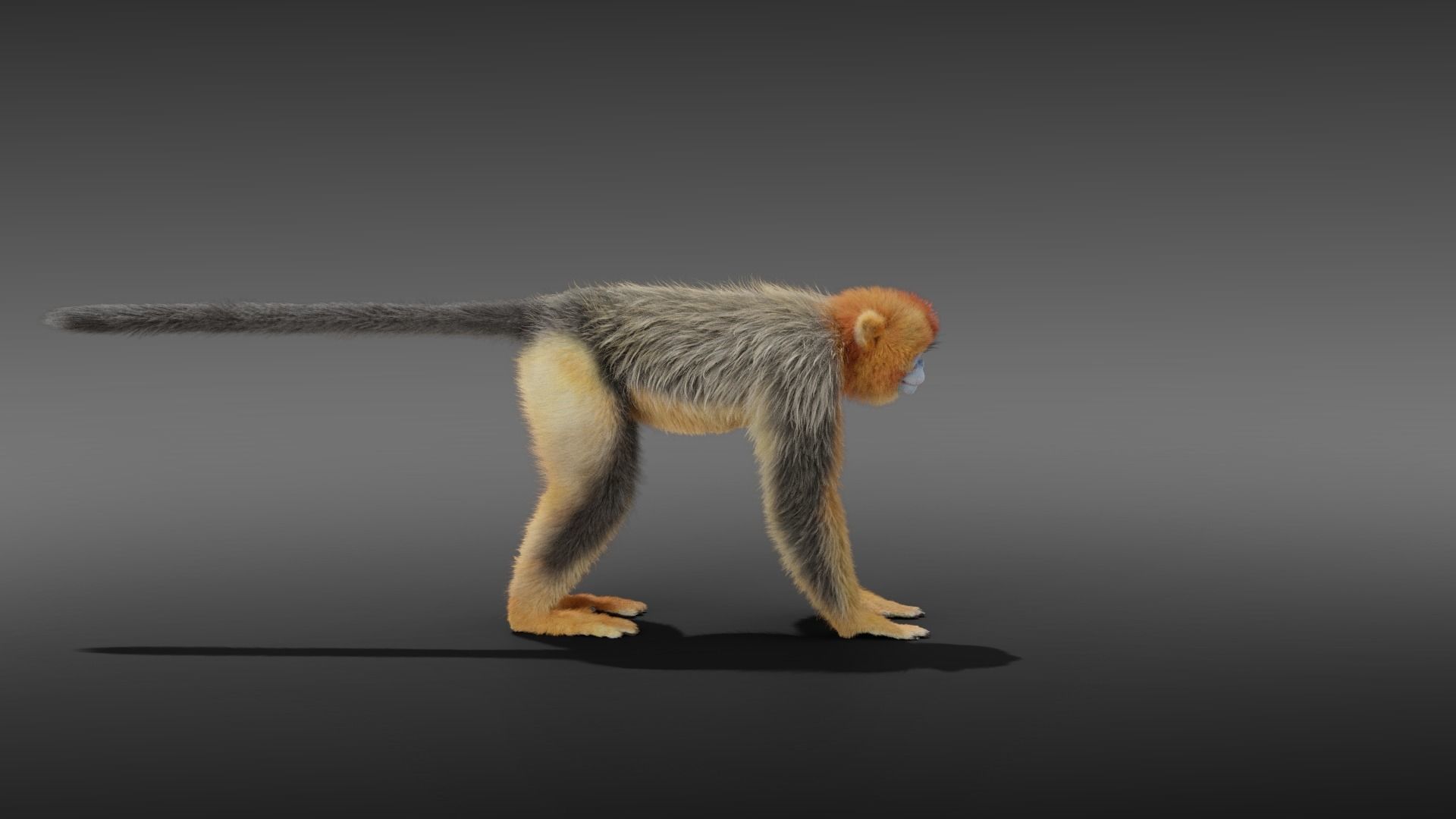 Golden Snub-nosed Monkey Animated 3D model_12