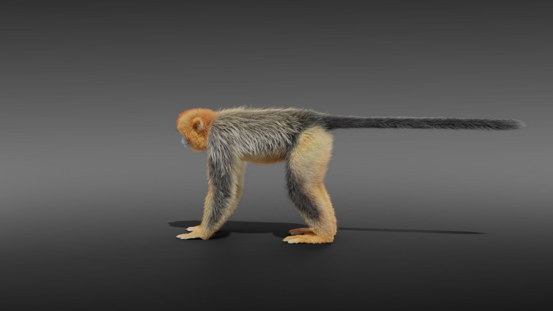 Golden Snub-nosed Monkey Animated 3D model_10