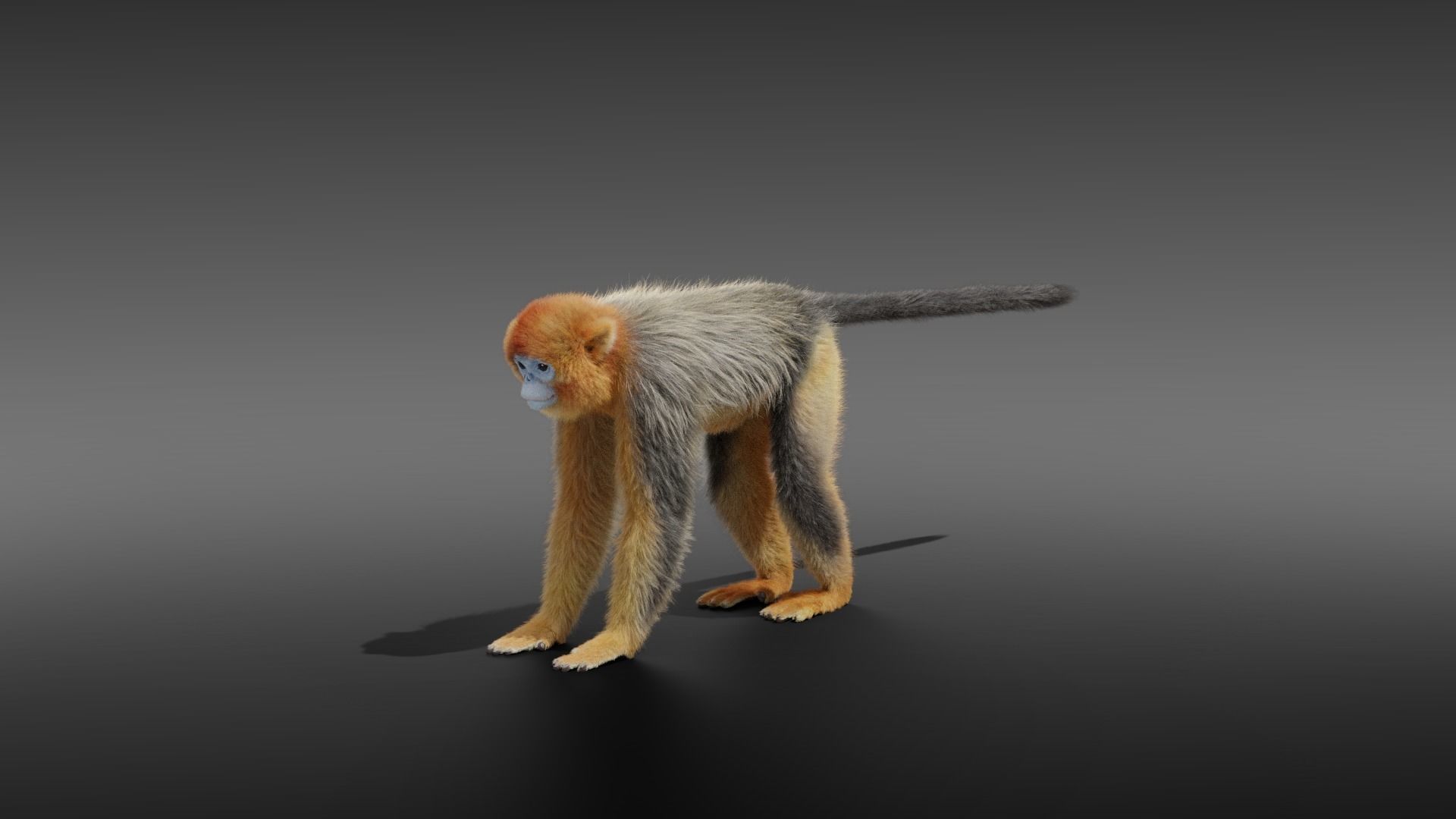 Golden Snub-nosed Monkey Animated 3D model_13