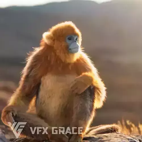 Golden Snub-nosed Monkey Animated 3D model