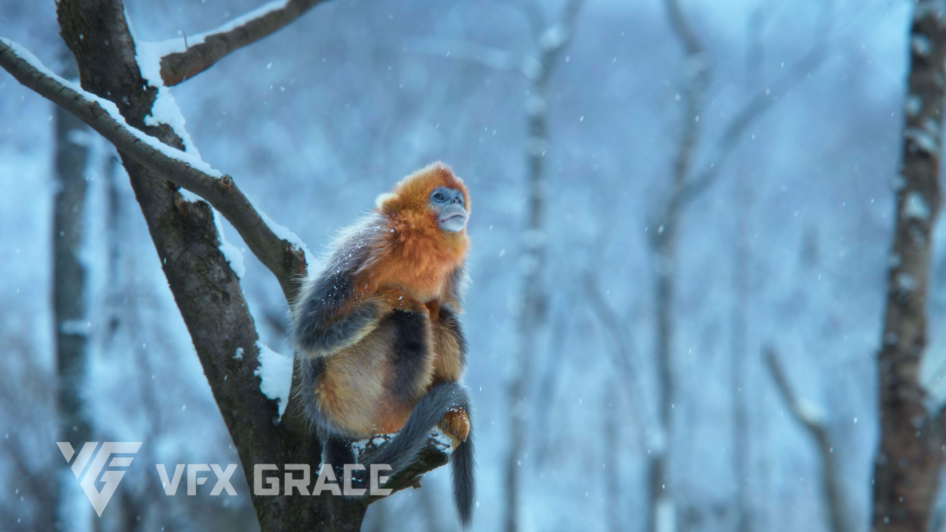 Golden Snub-nosed Monkey Animated 3D model_6