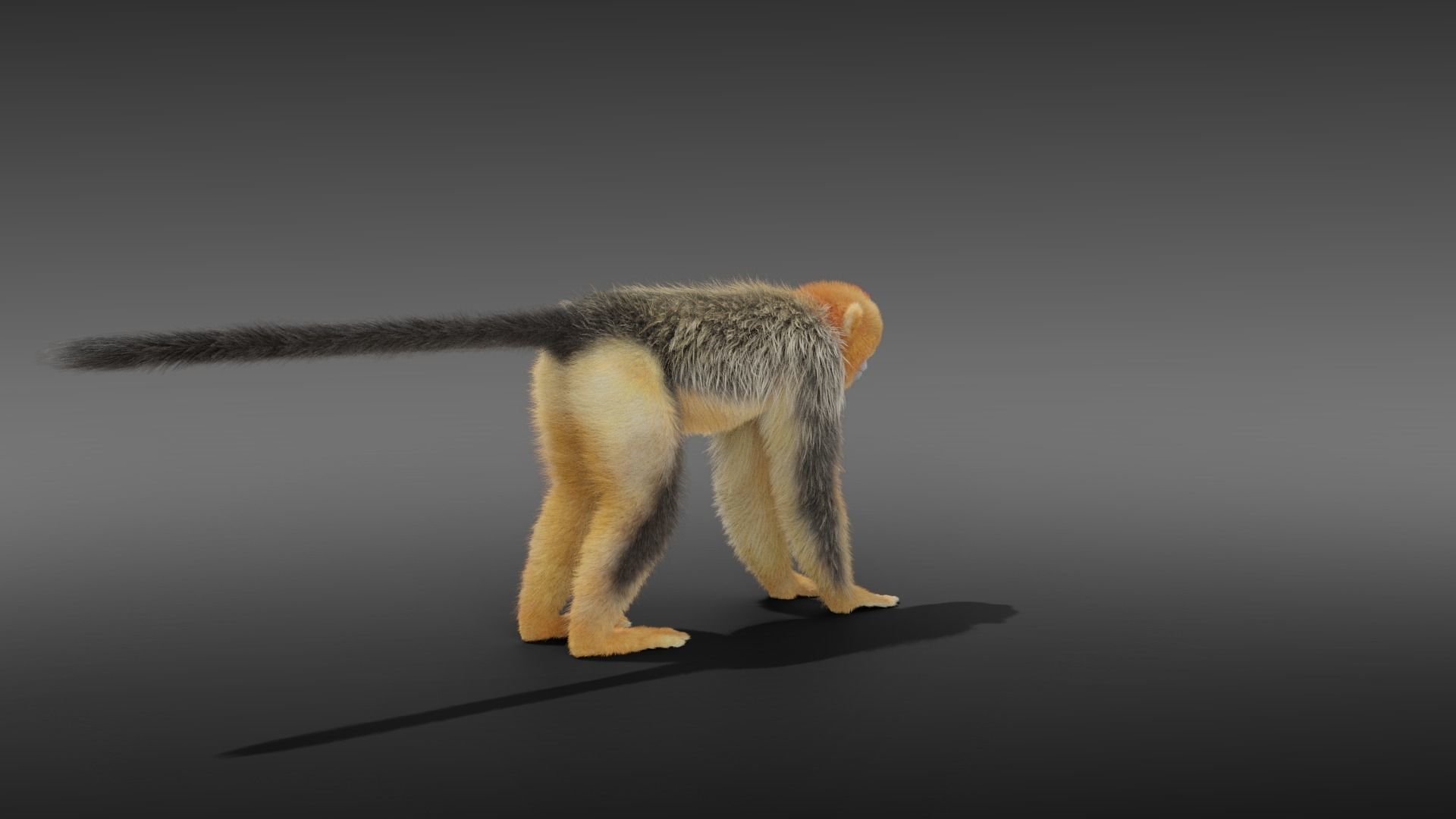 Golden Snub-nosed Monkey Animated 3D model_11