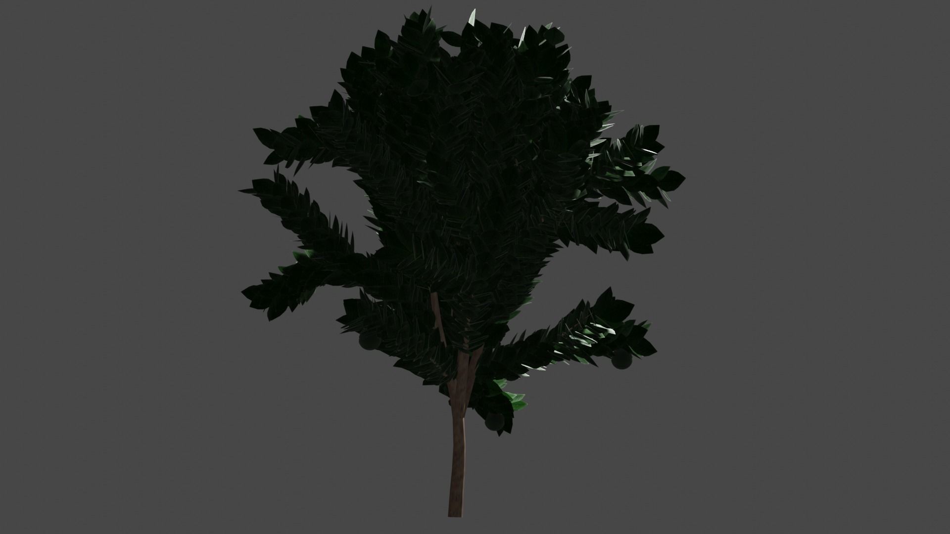 Pohon Kedondong 3D model_5