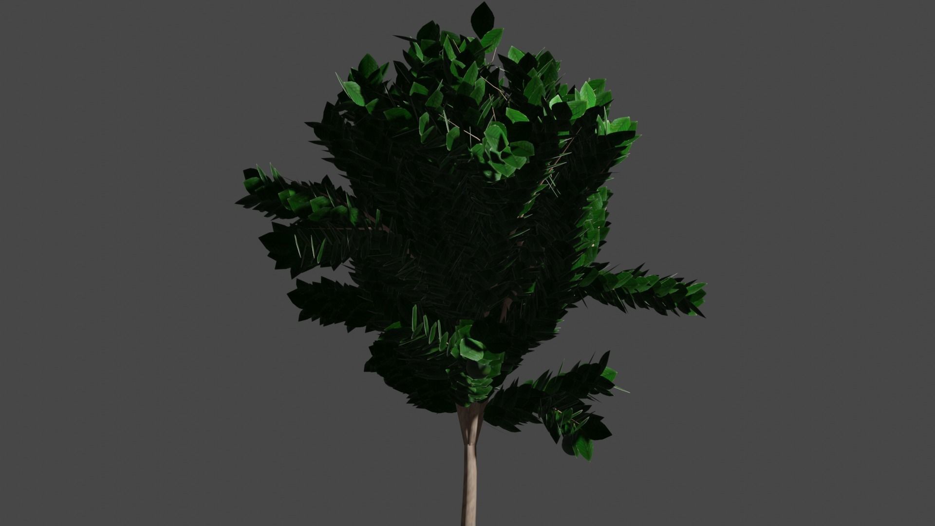 Pohon Kedondong 3D model_4