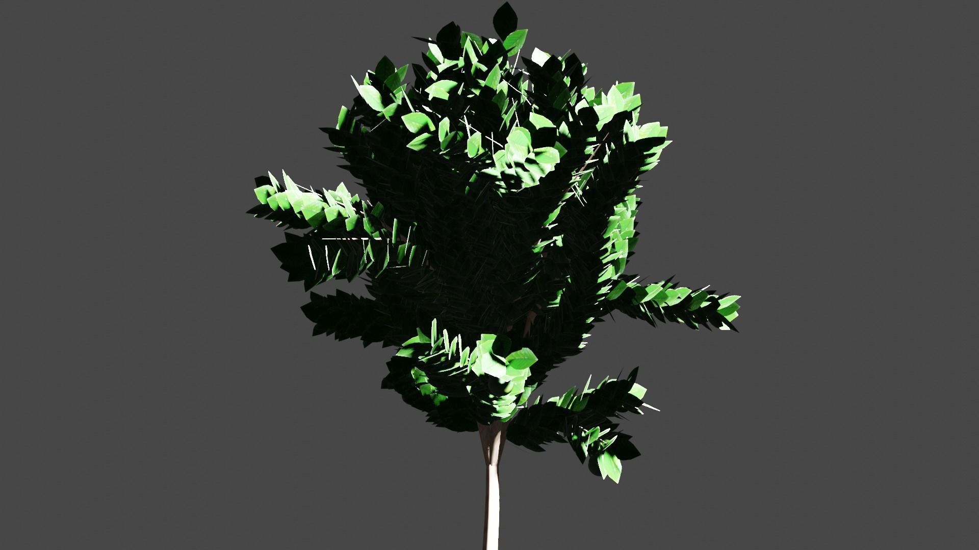 Pohon Kedondong 3D model_2