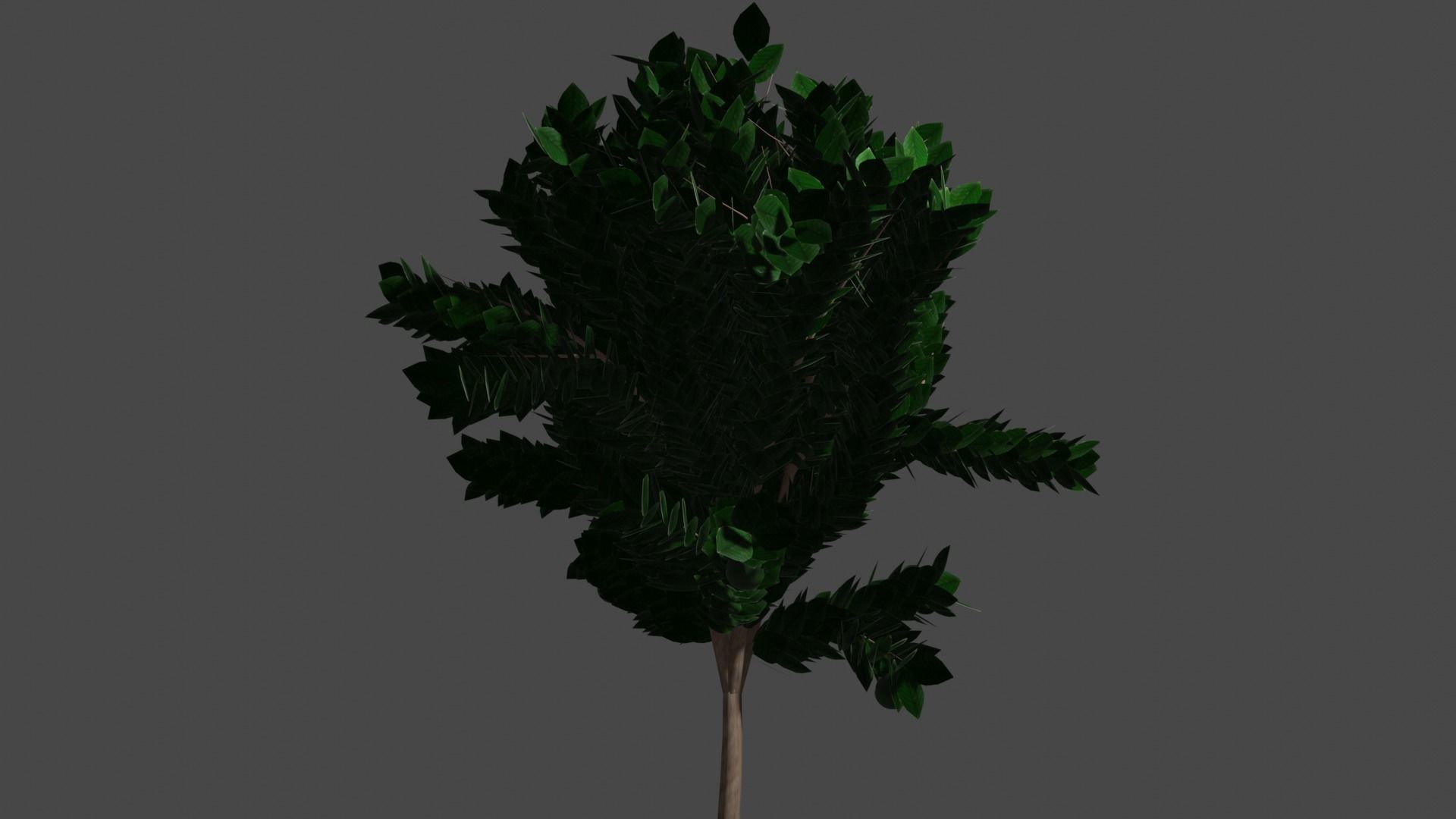 Pohon Kedondong 3D model_3