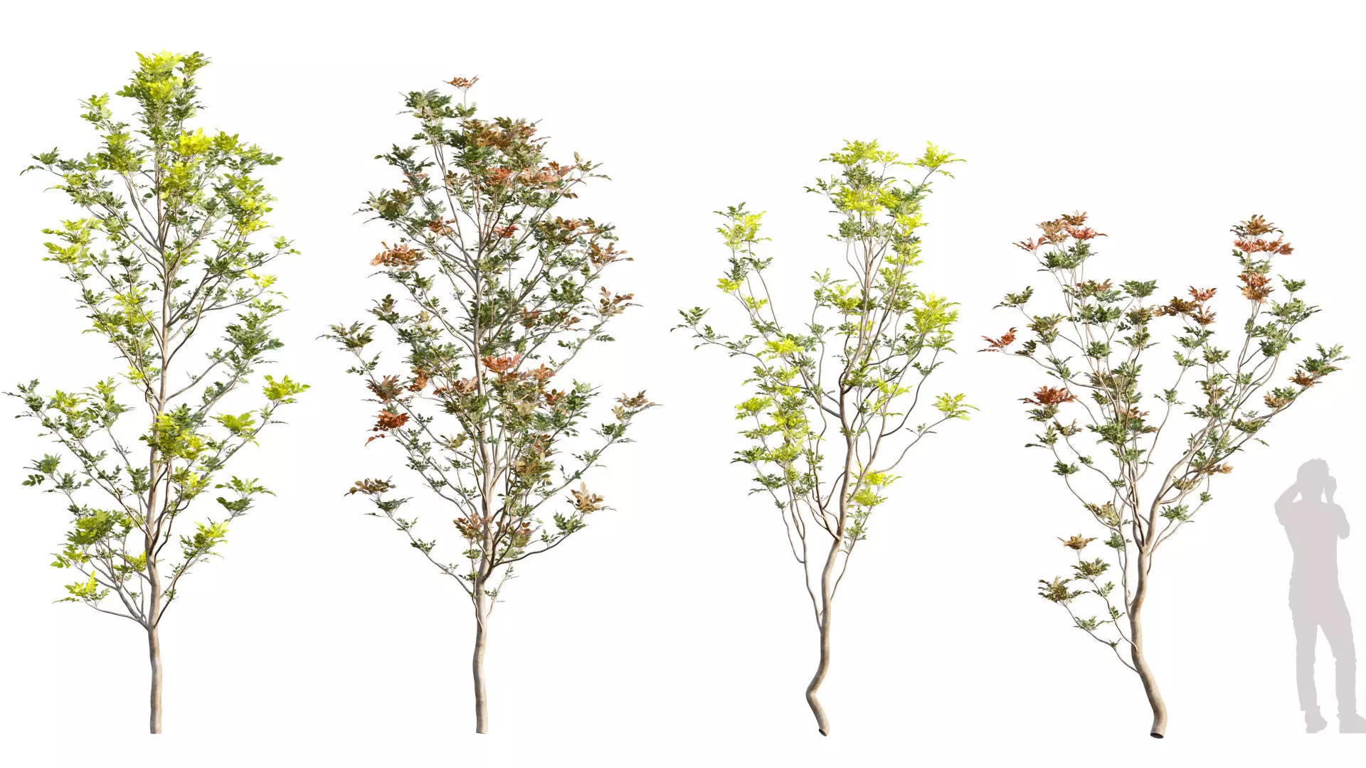 Fagus sylvatica - European Beech - 01 3D model_0