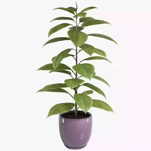 Plant Ficus1