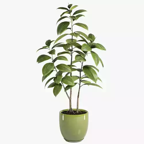 Plant Ficus