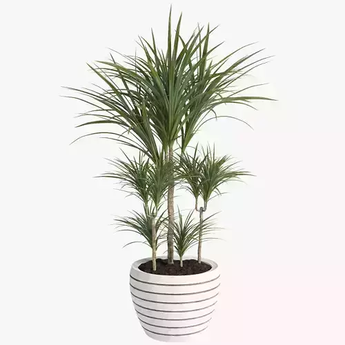 Dracaena Plant