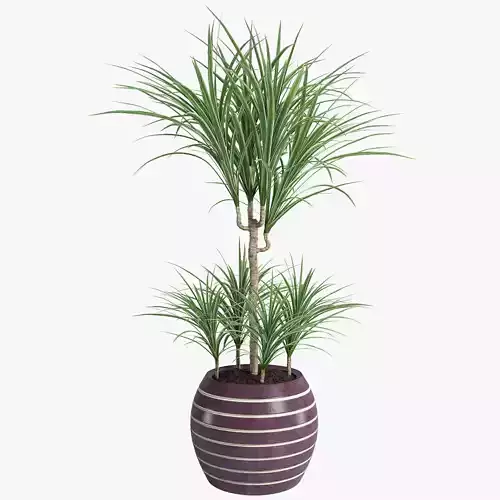Plant Dracaena 3D model