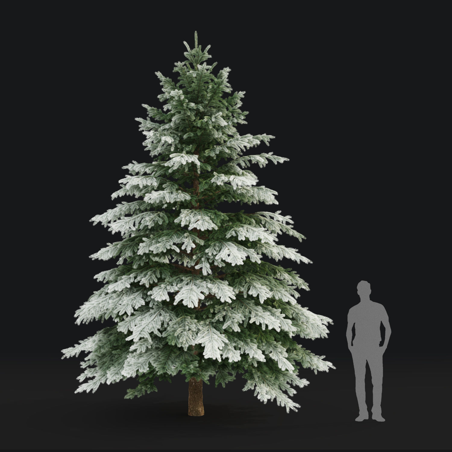 Picea pungens winter 03 3D model_3