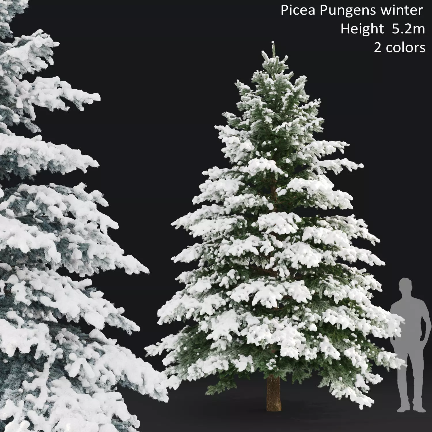 Picea pungens winter 03 3D model_0