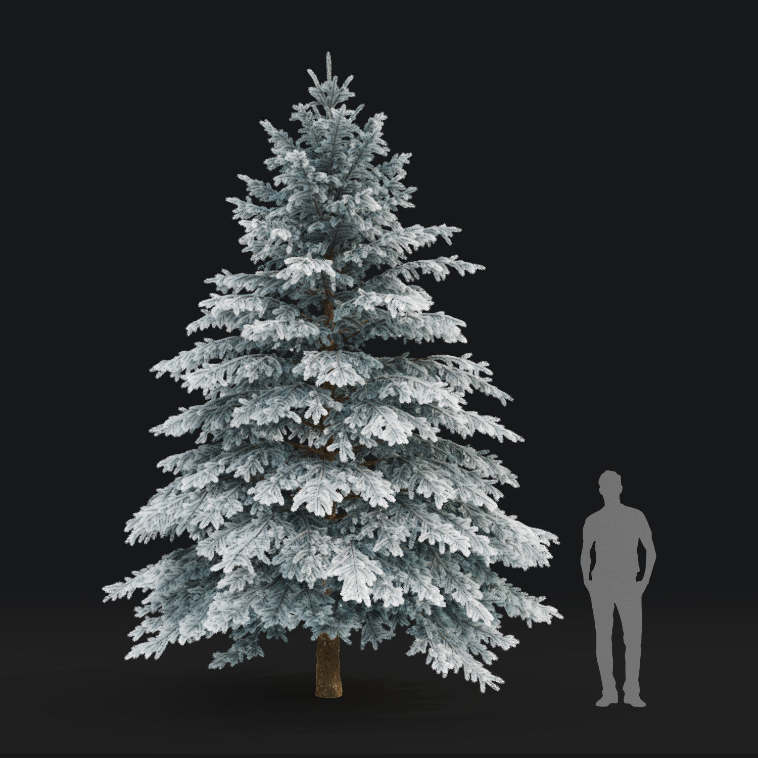 Picea pungens winter 03 3D model_4