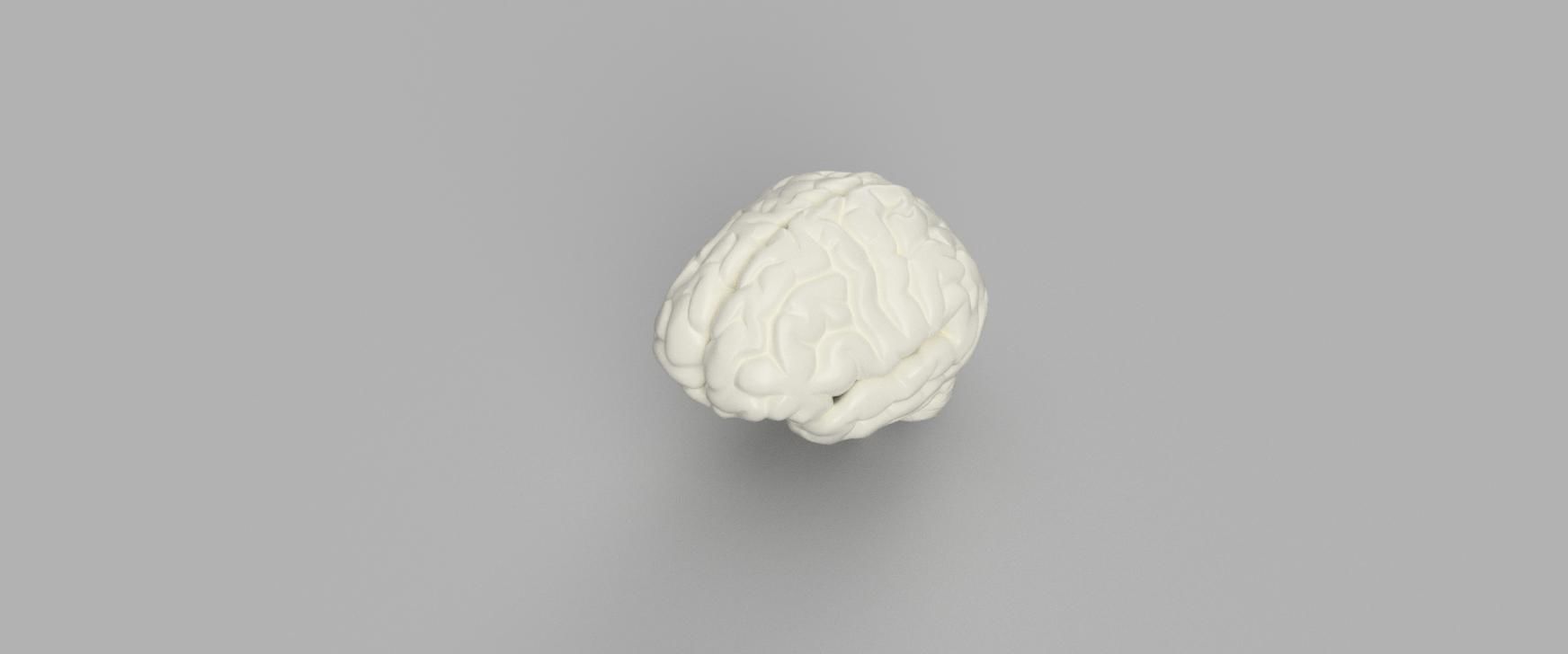 3D Printable Brain model