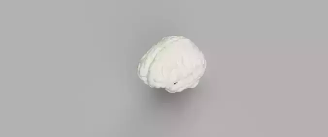 3D Printable Brain model  3D print model