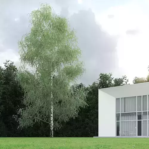 Betula Pendula 20m 005 