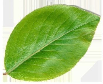 plant 3d model in pot 3D model_8