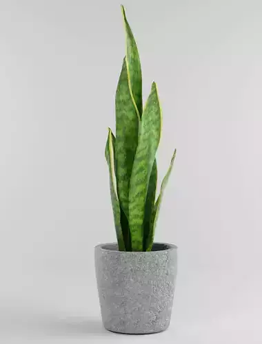 Sansevieria snake plant in pot Free 3D model