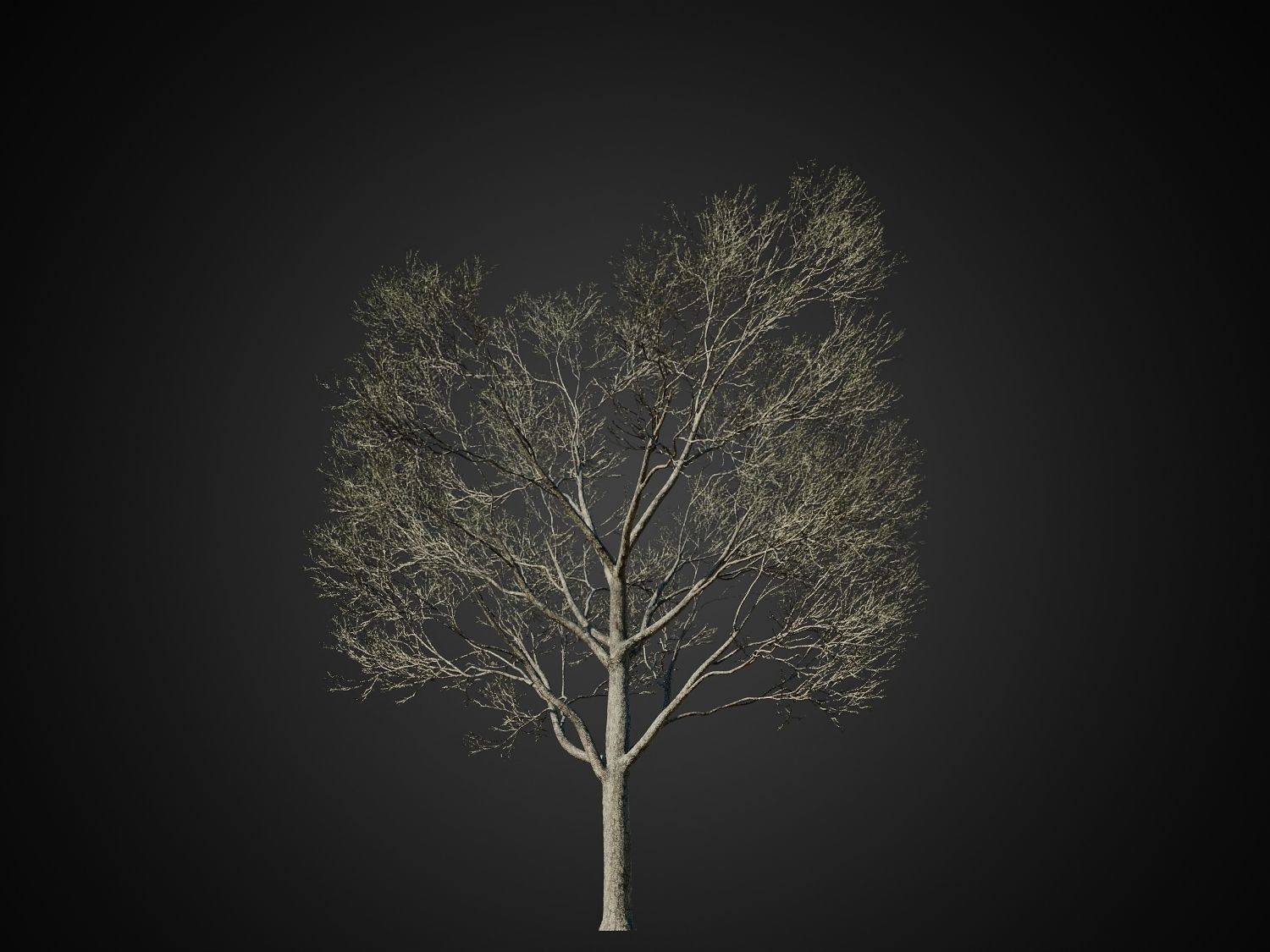 HeliosVegetation vol1 Autumn - leafless tree pack VRAY 3D model_8