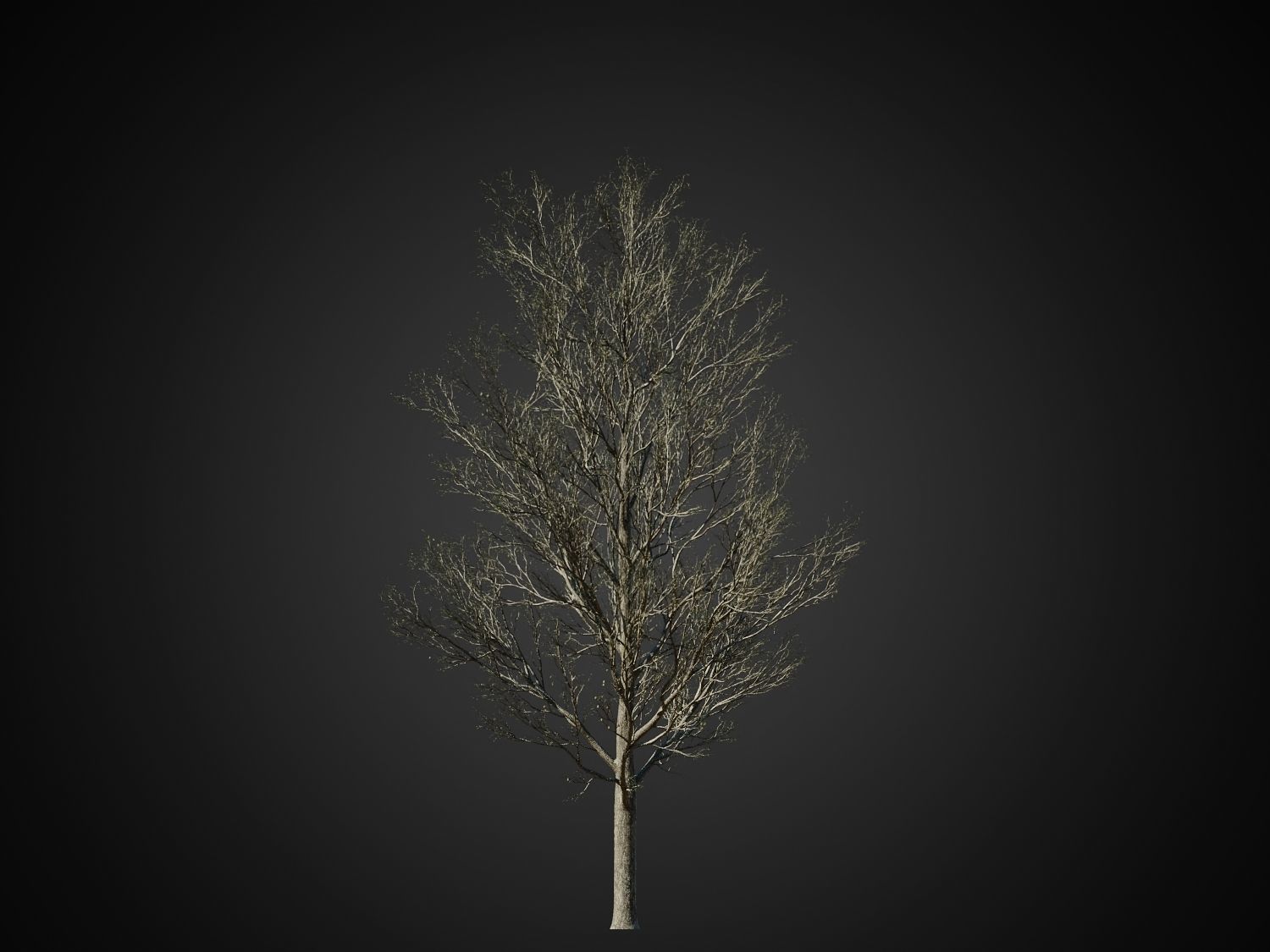 HeliosVegetation vol1 Autumn - leafless tree pack VRAY 3D model_27