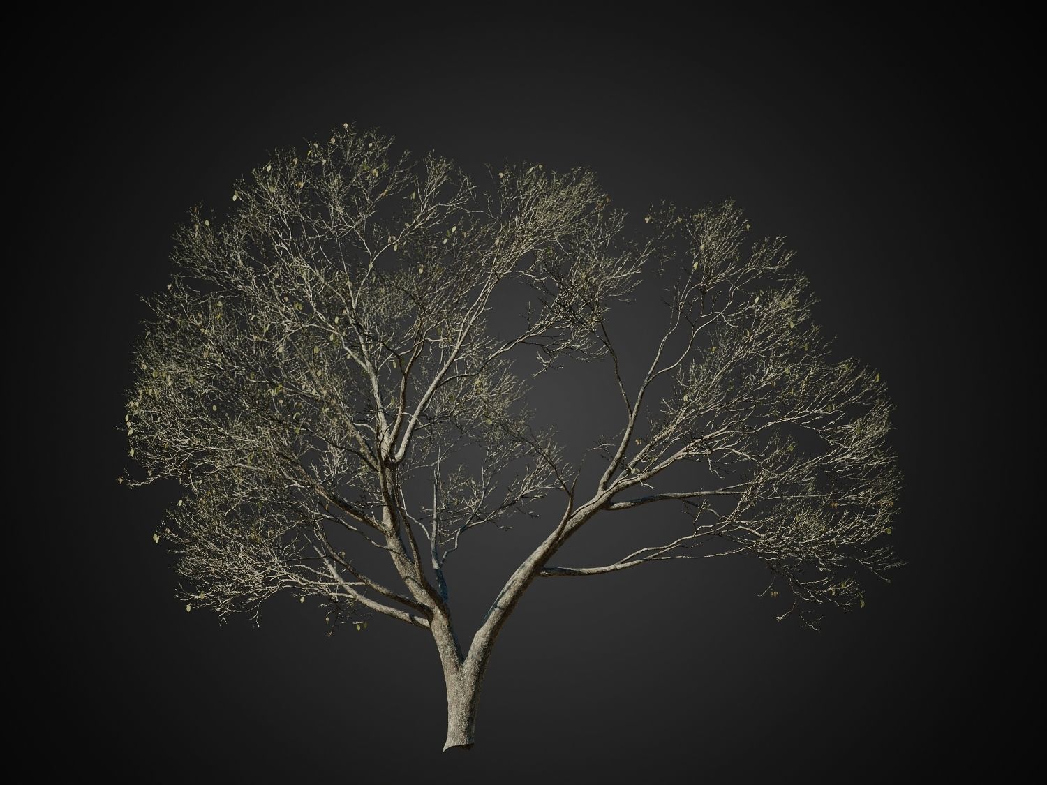 HeliosVegetation vol1 Autumn - leafless tree pack VRAY 3D model_3