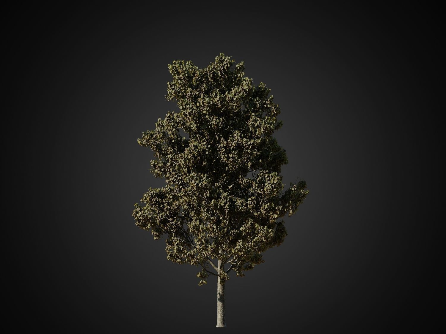 HeliosVegetation vol1 Autumn - leafless tree pack VRAY 3D model_25