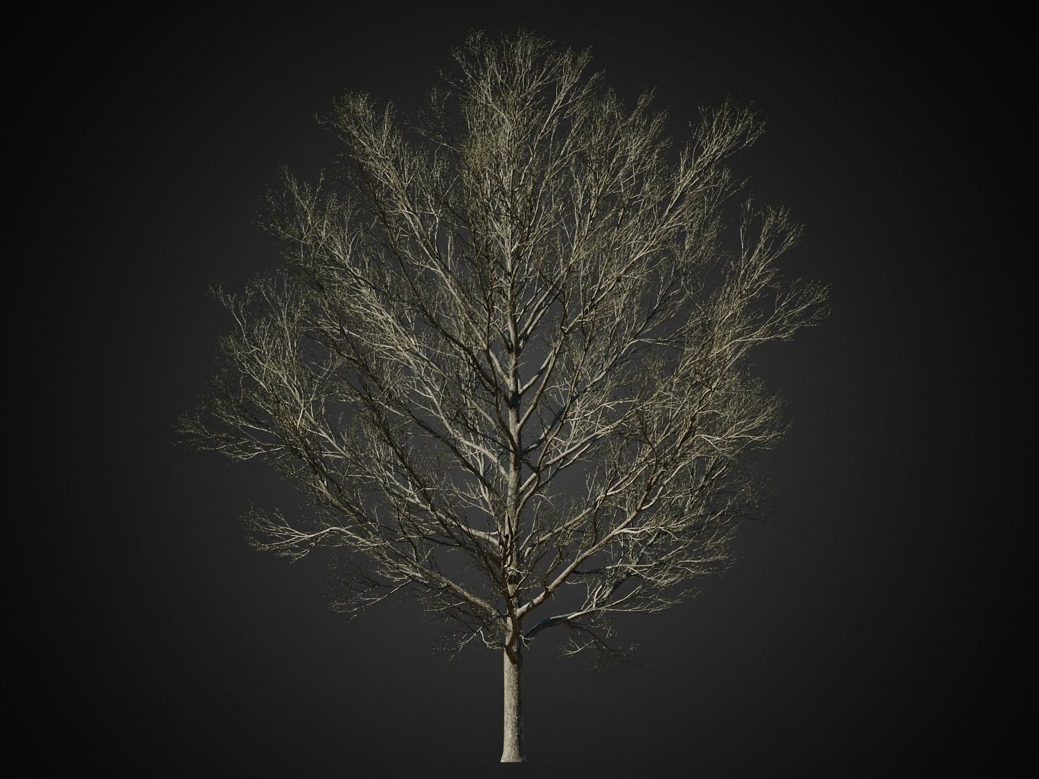 HeliosVegetation vol1 Autumn - leafless tree pack VRAY 3D model_24