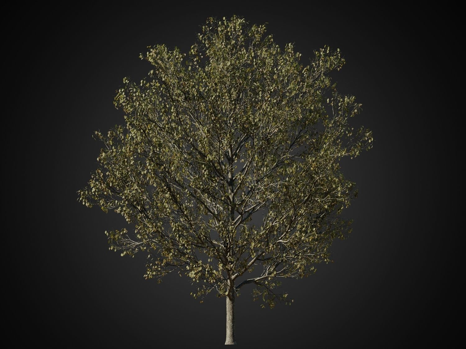 HeliosVegetation vol1 Autumn - leafless tree pack VRAY 3D model_22