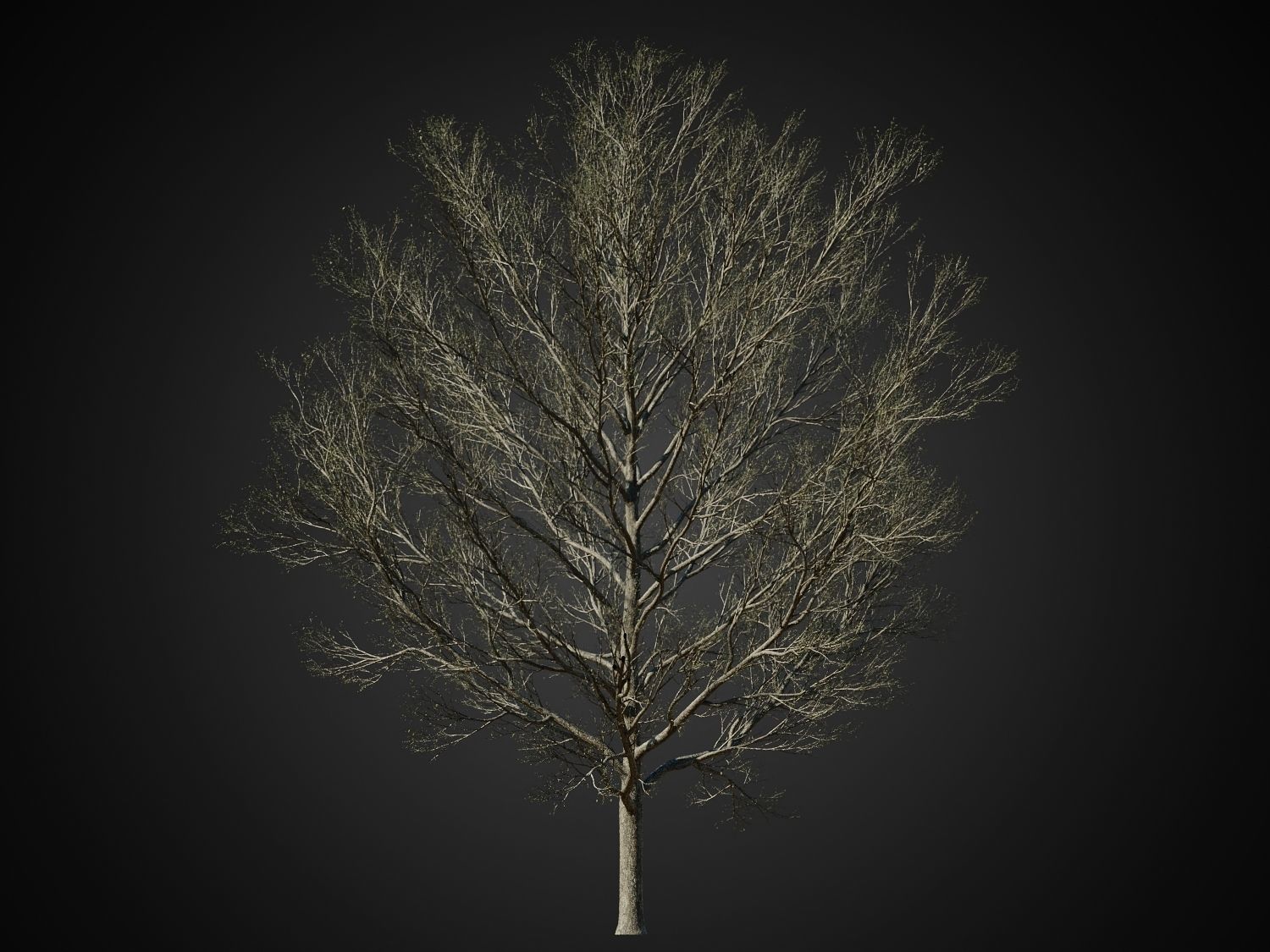 HeliosVegetation vol1 Autumn - leafless tree pack VRAY 3D model_23