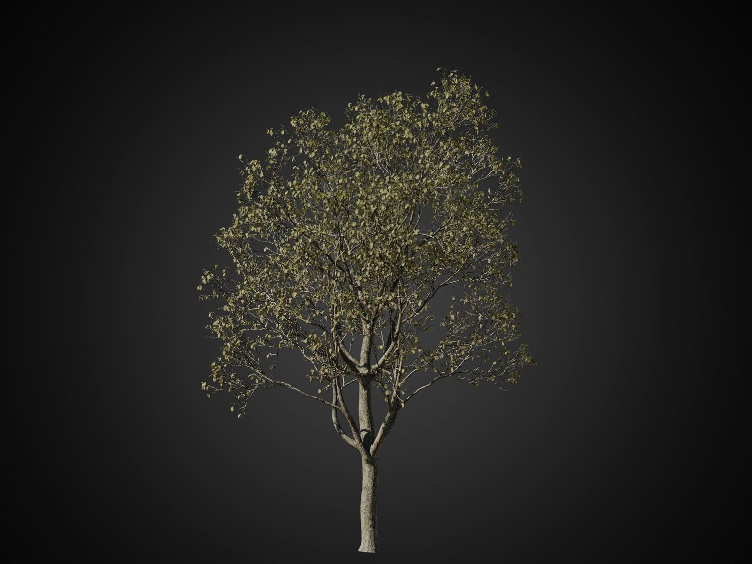 HeliosVegetation vol1 Autumn - leafless tree pack VRAY 3D model_10