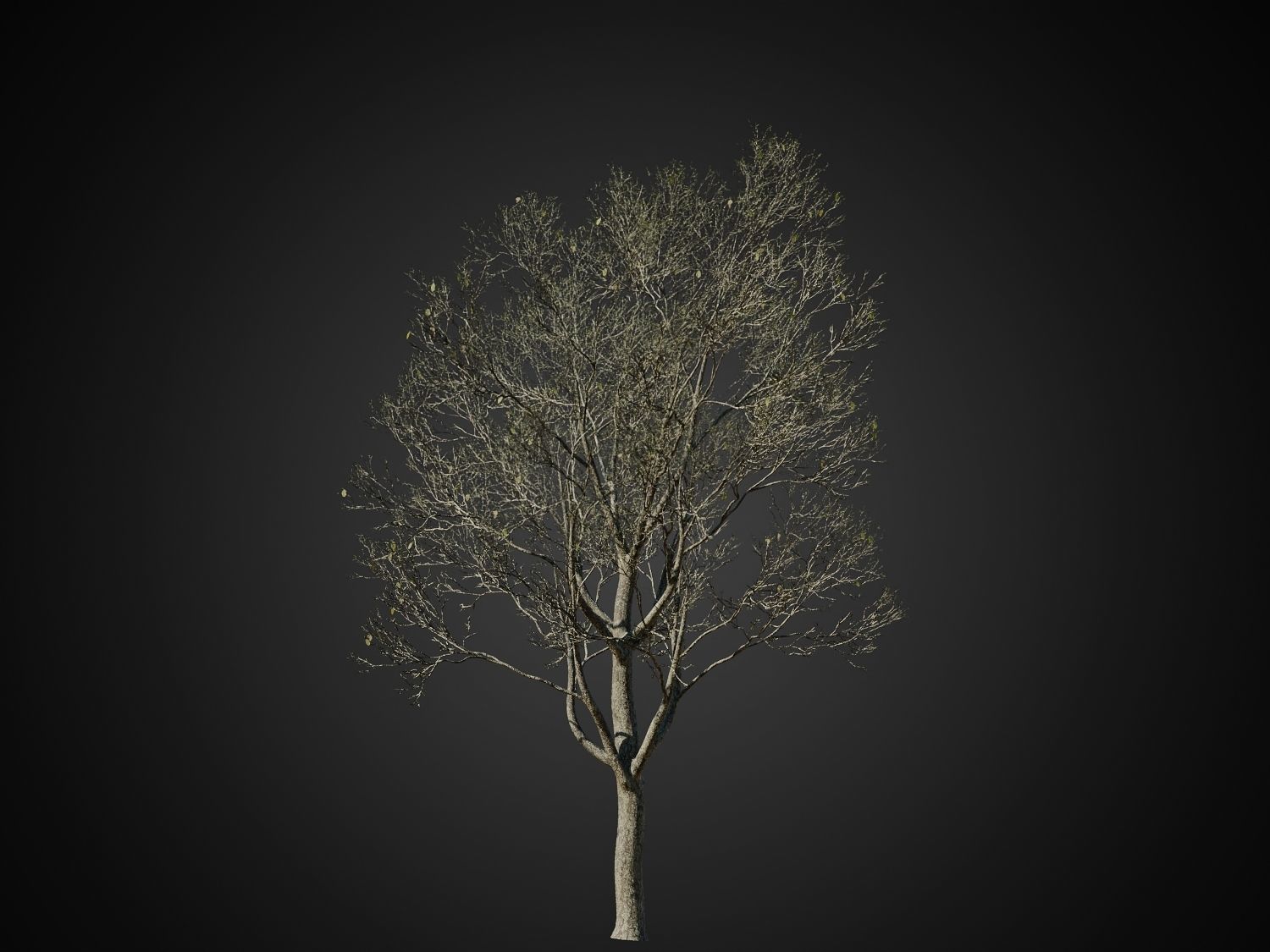 HeliosVegetation vol1 Autumn - leafless tree pack VRAY 3D model_11