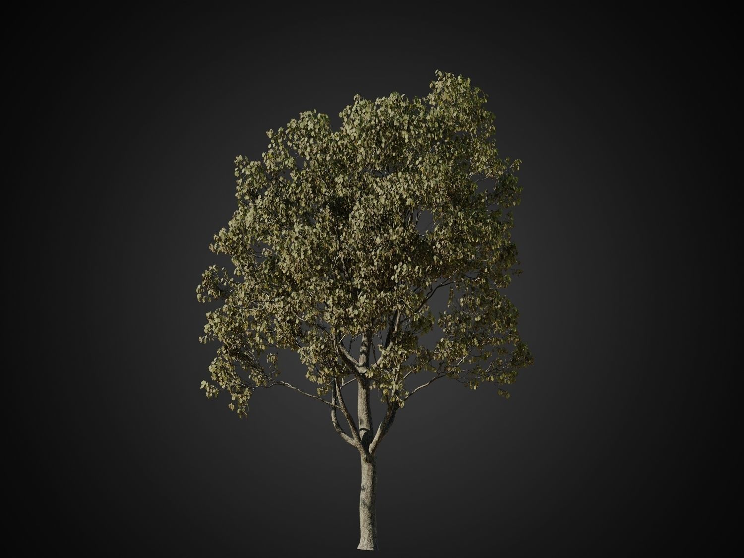 HeliosVegetation vol1 Autumn - leafless tree pack VRAY 3D model_9