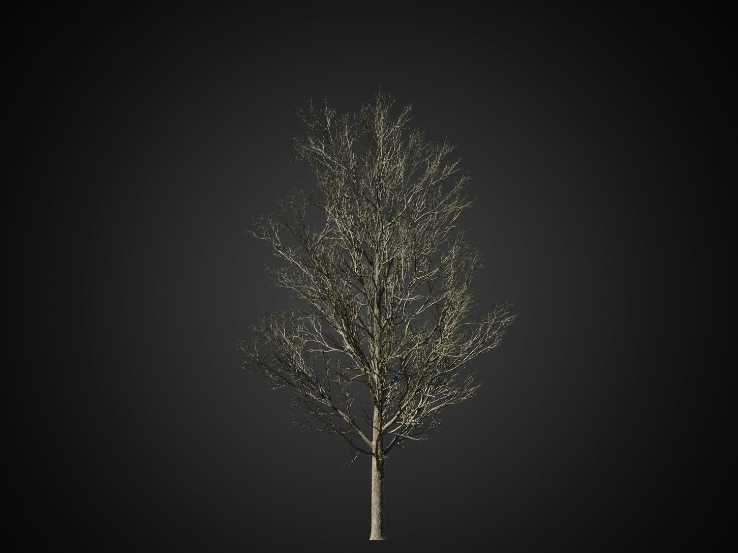 HeliosVegetation vol1 Autumn - leafless tree pack VRAY 3D model_28