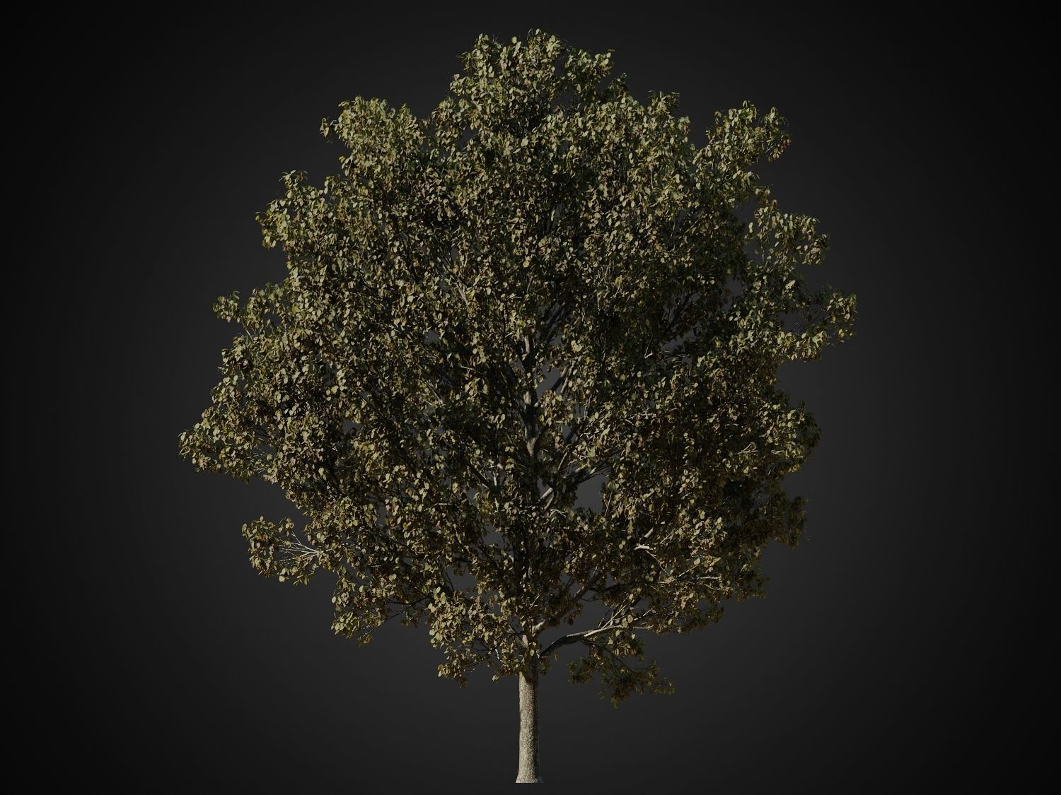 HeliosVegetation vol1 Autumn - leafless tree pack VRAY 3D model_21