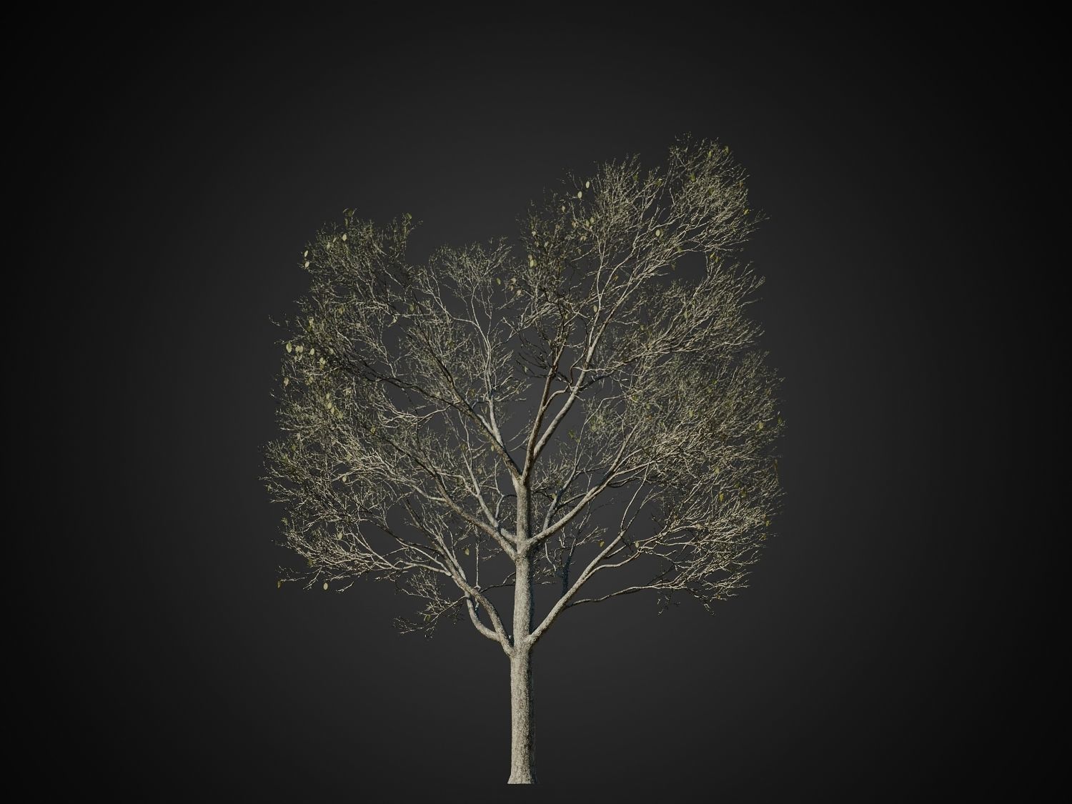 HeliosVegetation vol1 Autumn - leafless tree pack VRAY 3D model_7