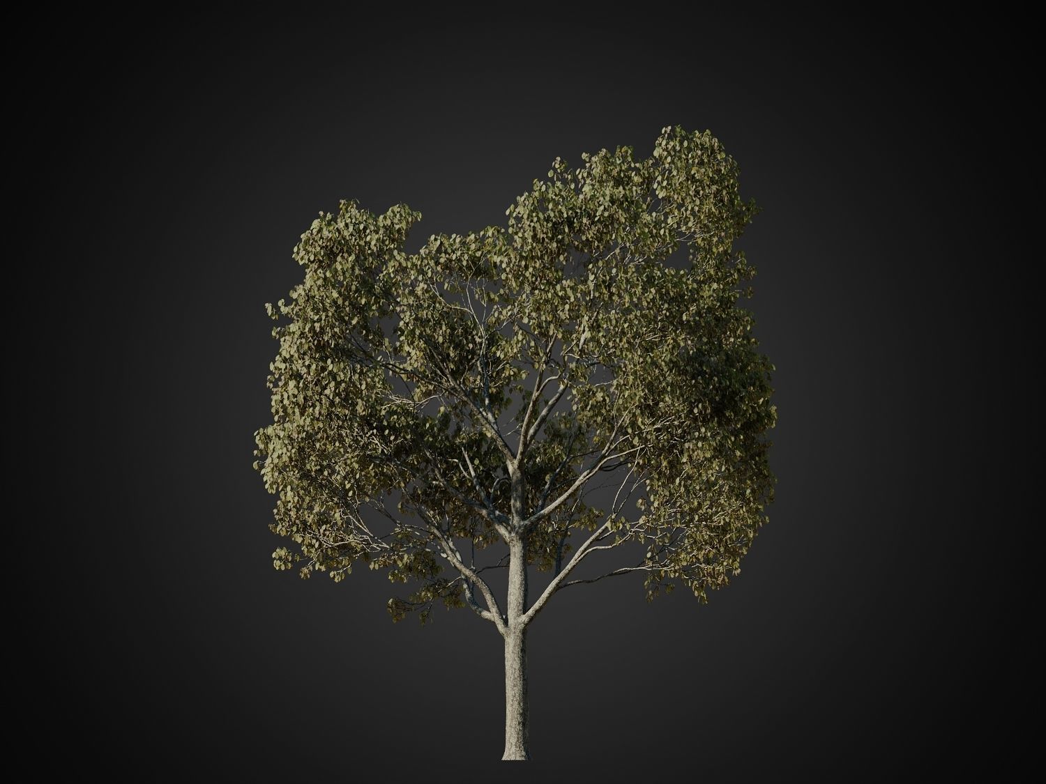 HeliosVegetation vol1 Autumn - leafless tree pack VRAY 3D model_5