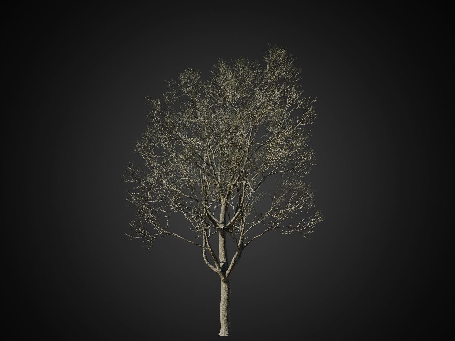 HeliosVegetation vol1 Autumn - leafless tree pack VRAY 3D model_12